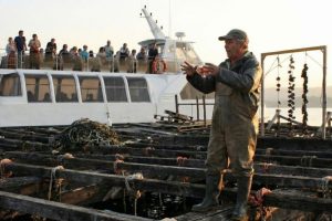 catamarán mejillones o grove